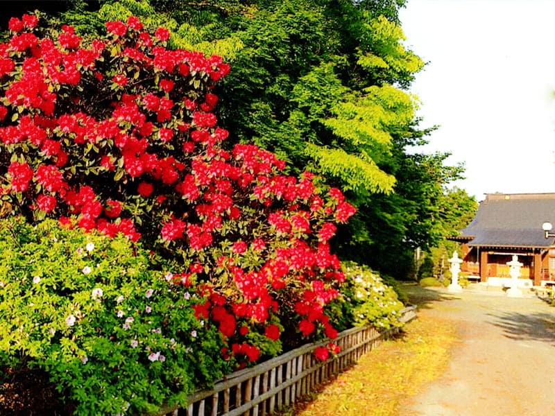参道入口の石南花